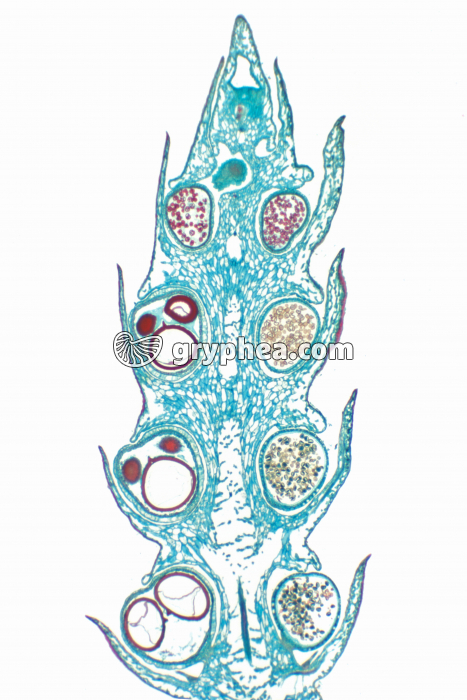Selaginelle - Epi sporifère ou Strobile CL x7 - gryphea.com